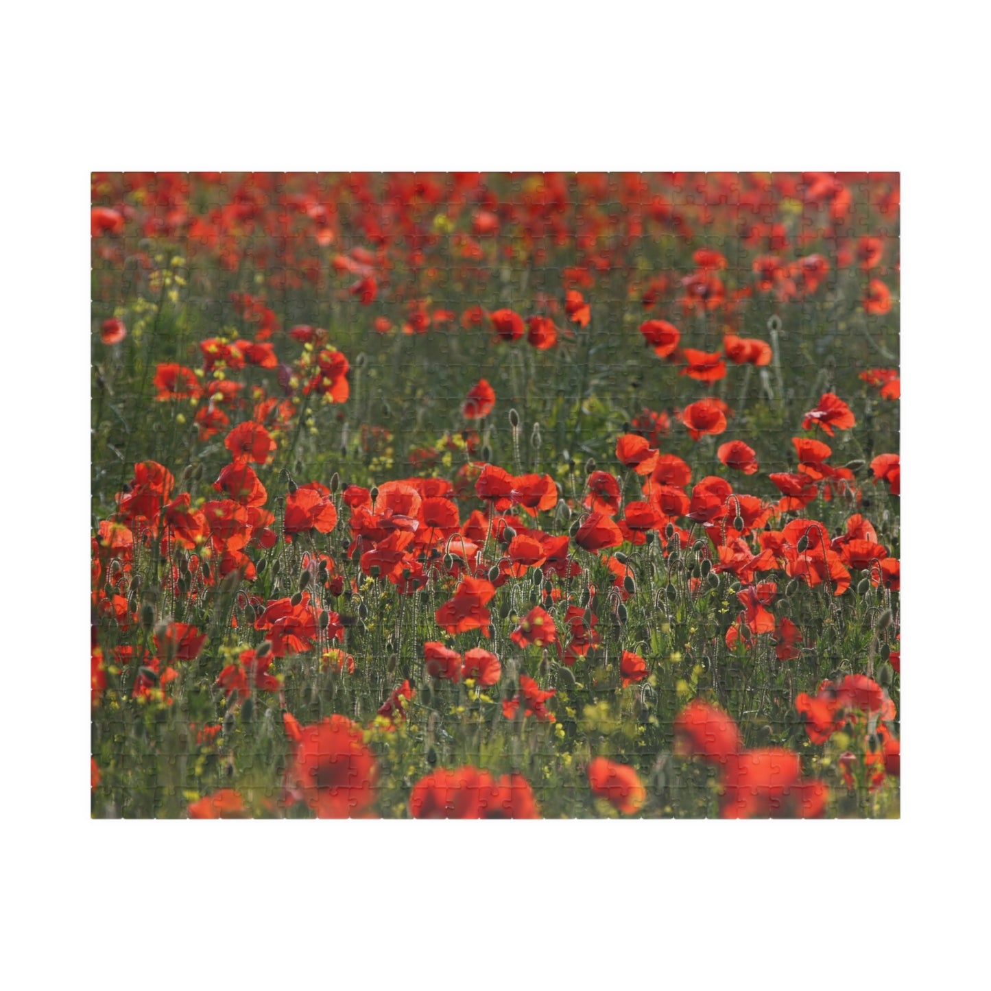 Puzzle Champ de coquelicots – Hommage au jour du Souvenir